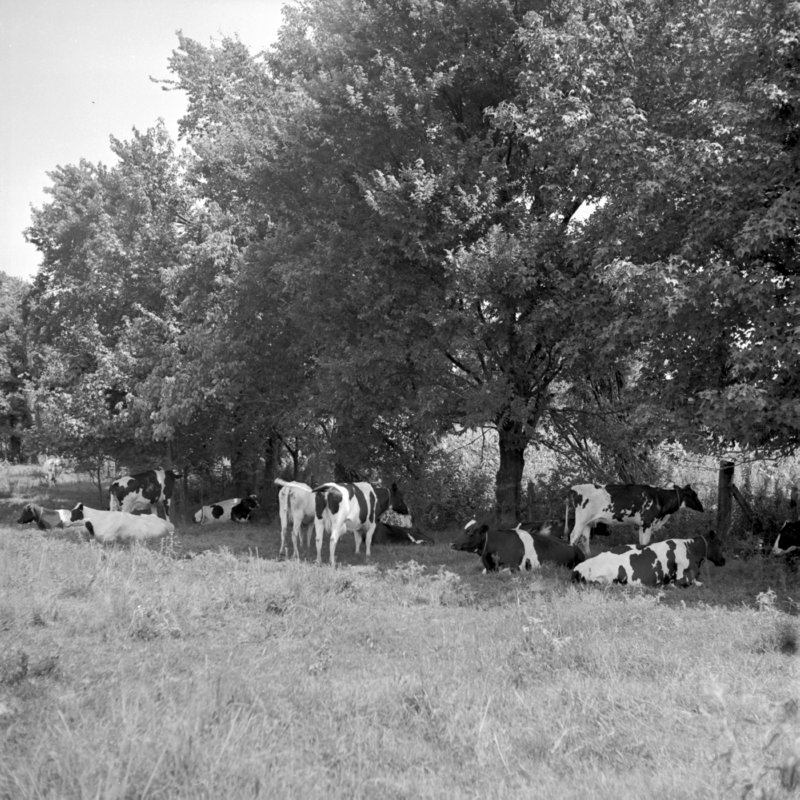 113_Crossfrencing allowed... (1951).jpg